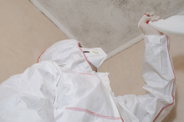 Best Fast Mold Removal  in Saco, ME